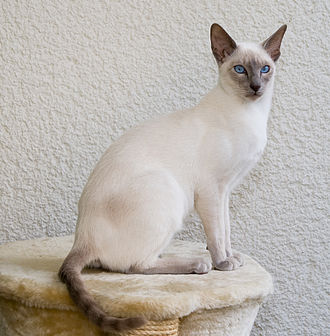 SiameseCat.jpg