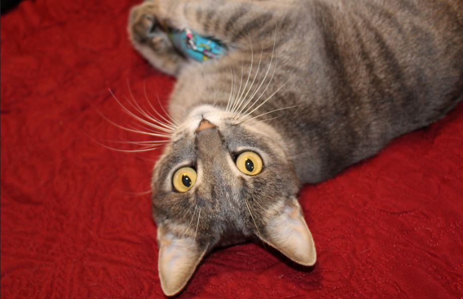 cat toys.JPG