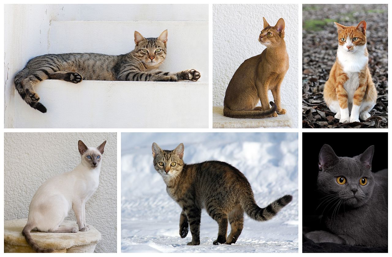 1280px-Cat_poster_1.jpg