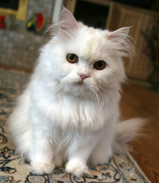 Persian cat kinds cheap